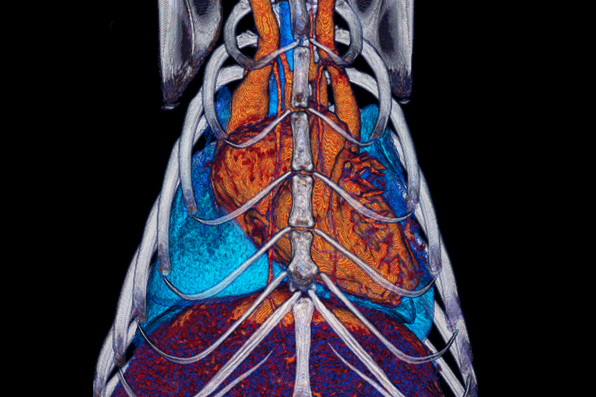 Contrast enhanced microCT heart lungs copy